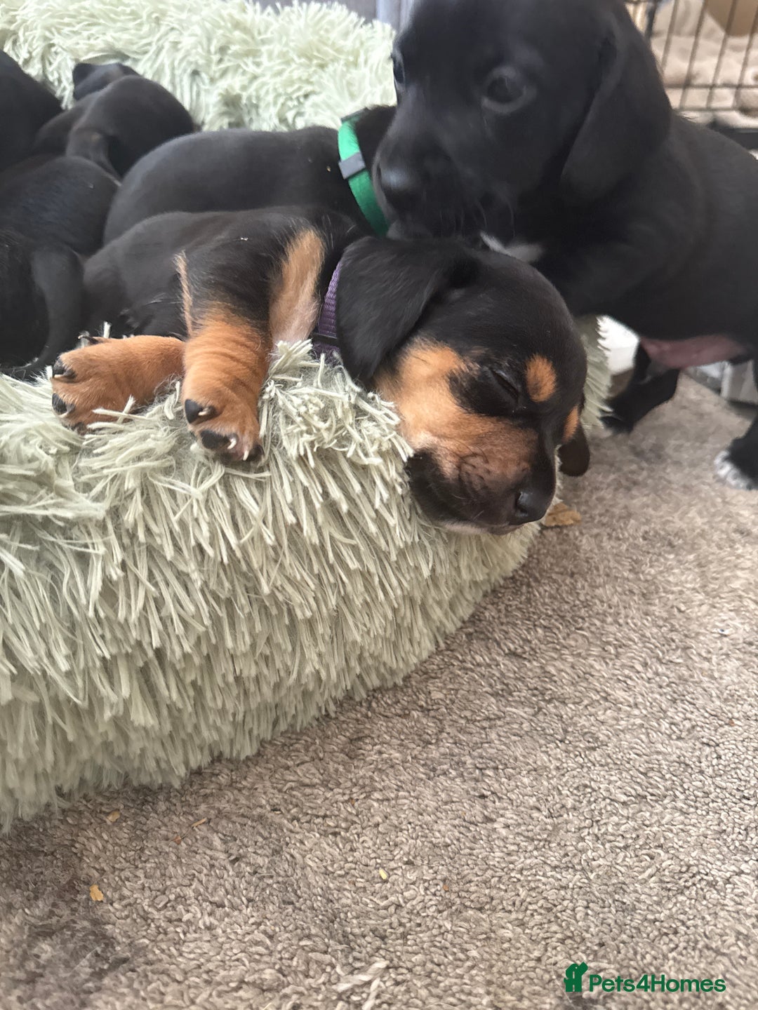 Mixed Breed dogs for sale: Doxla  - Image 24