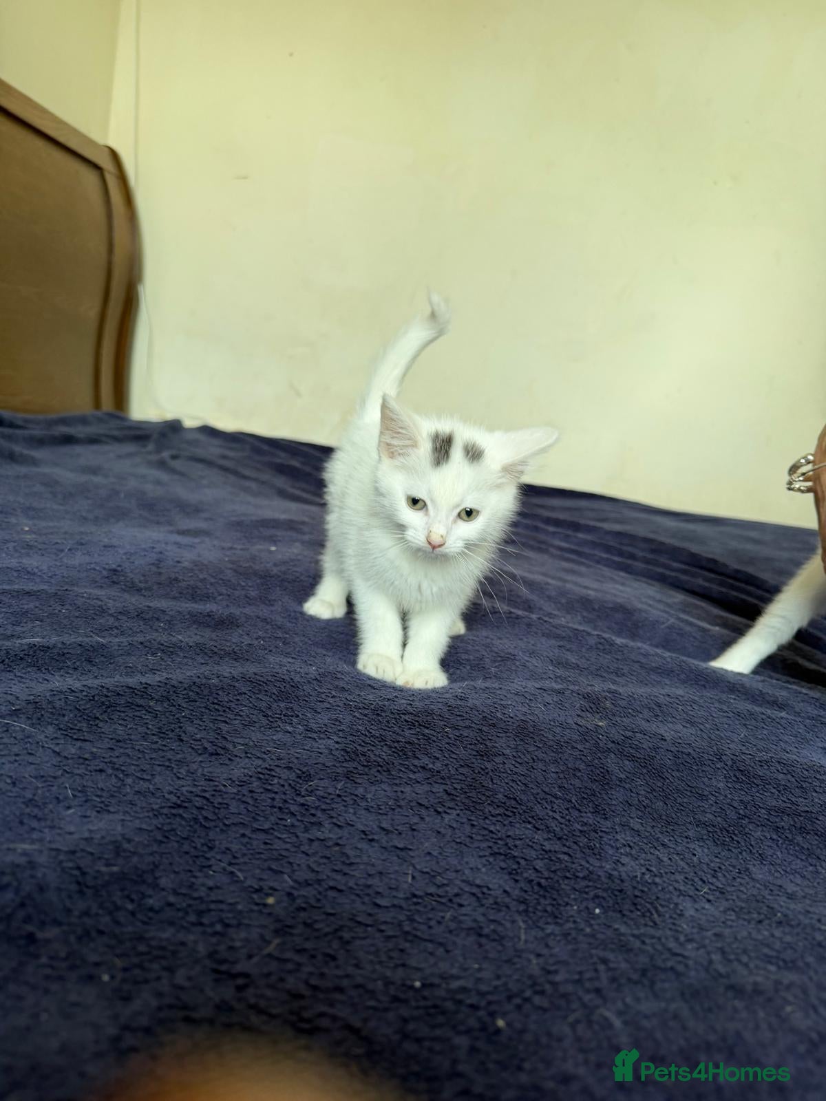 Mixed Breed cats Kittens  - Advert 2