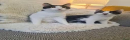 Mixed Breed cats for sale: 4 beautiful boys  - Advert 9