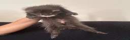 Ferret rodents for sale: FullangoraHob/1semiAngoraJill silver/2sableFullJil - Advert 12