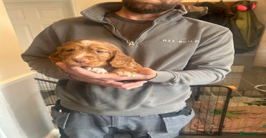 Cocker Spaniel dogs - Advert 12