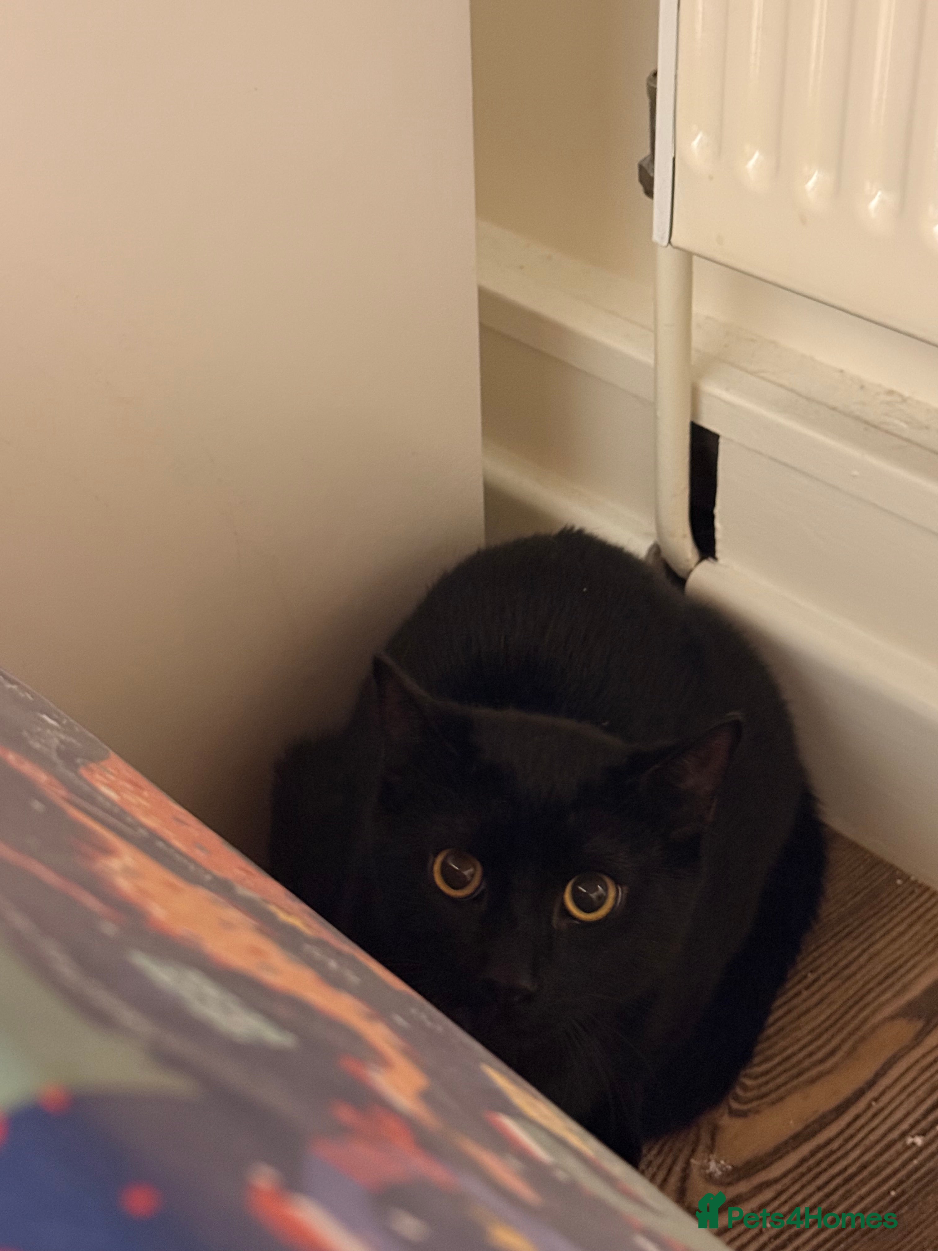 Mixed Breed cats 2 kittens  - Advert 3