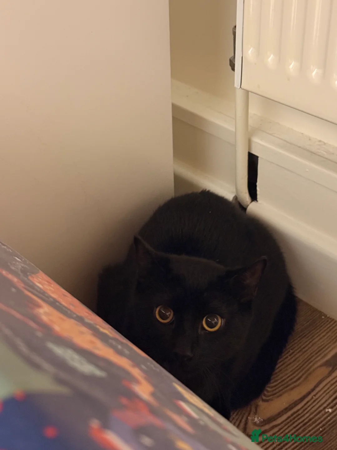 Mixed Breed cats for sale: 2 kittens  - Advert 1