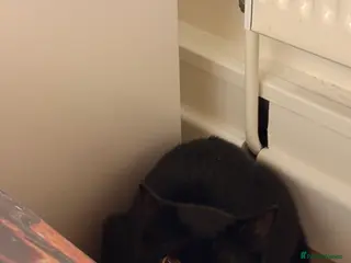 Mixed Breed cats 2 kittens - Advert 3