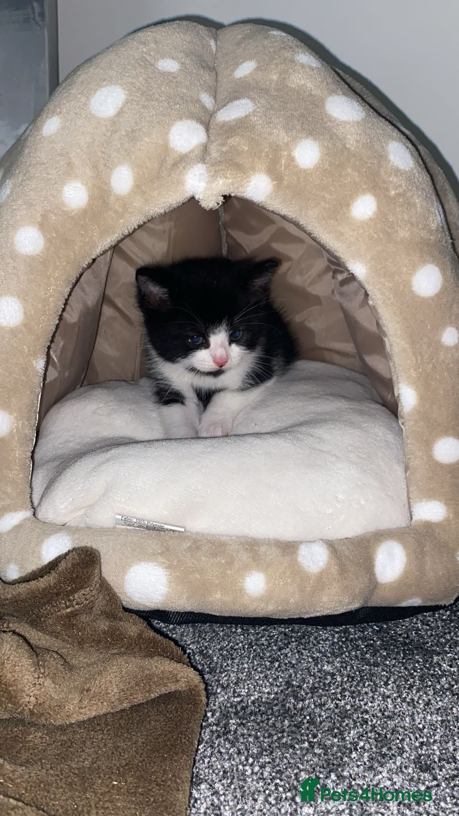 Mixed Breed cats Smudge - Advert 1