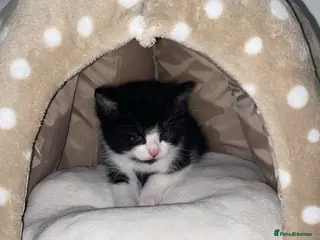 Mixed Breed cats Smudge - Advert 1