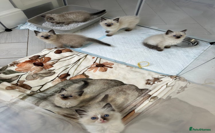 Ragdoll cats - Advert 1