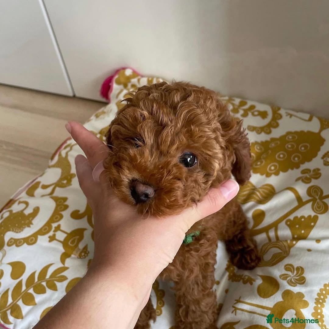 Toy Poodle dogs for sale: Red toy poodle puppies  - Image 11