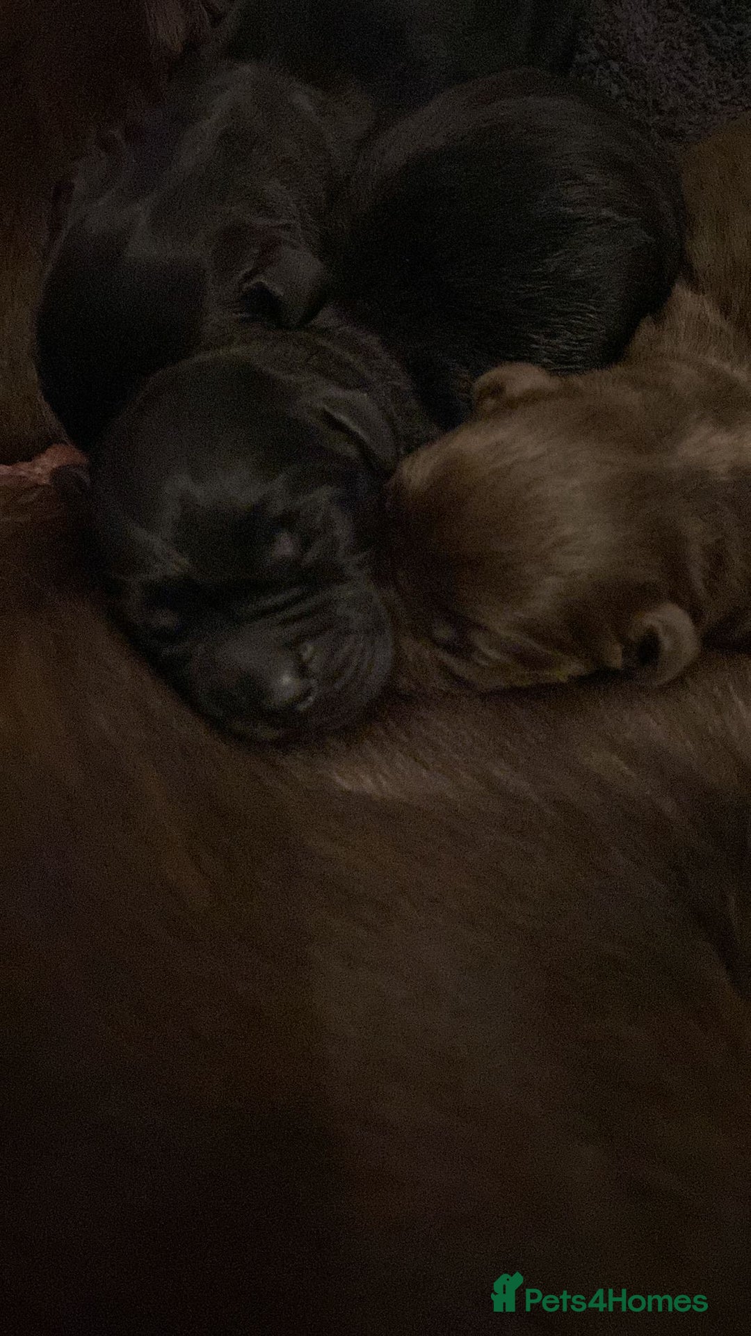 Labrador Retriever dogs for stud: Labrador Retriever for Stud - Marley in Gravesend - Image 9