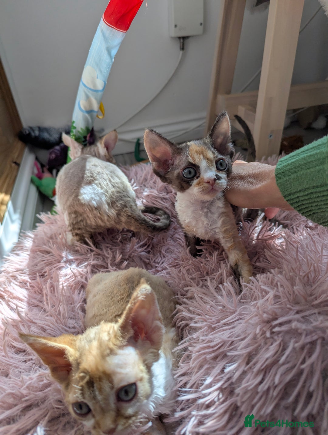 Devon Rex cats for sale: 🌼Curly, gorgeous Devon Rex Kittens available  - Image 27