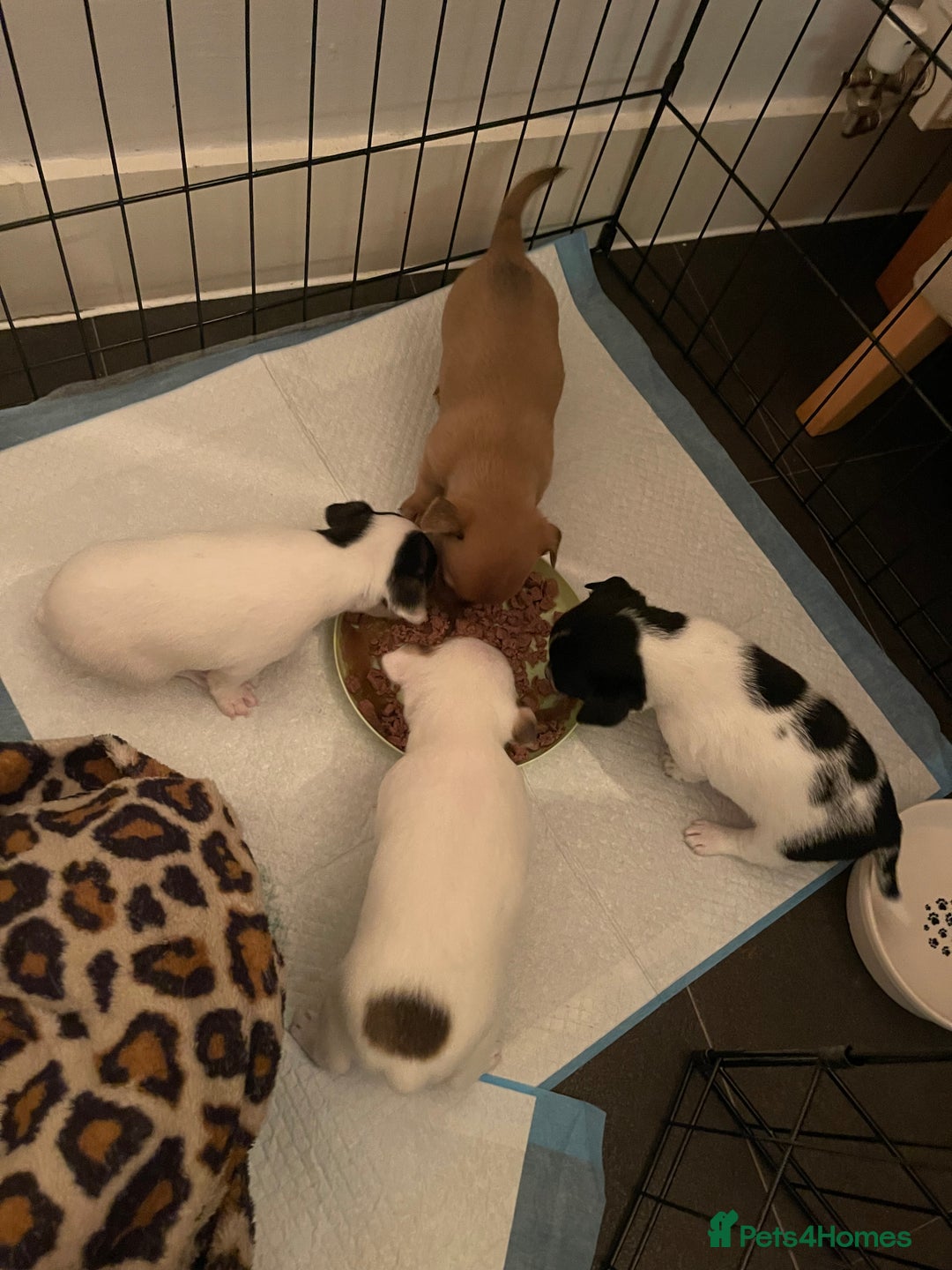 Mixed Breed dogs for sale: 3 puppies ready 21st November  - Image 8