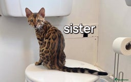 Bengal cats for sale: Pedigree,  TICA, loving, luxurious bengals - Advert 14