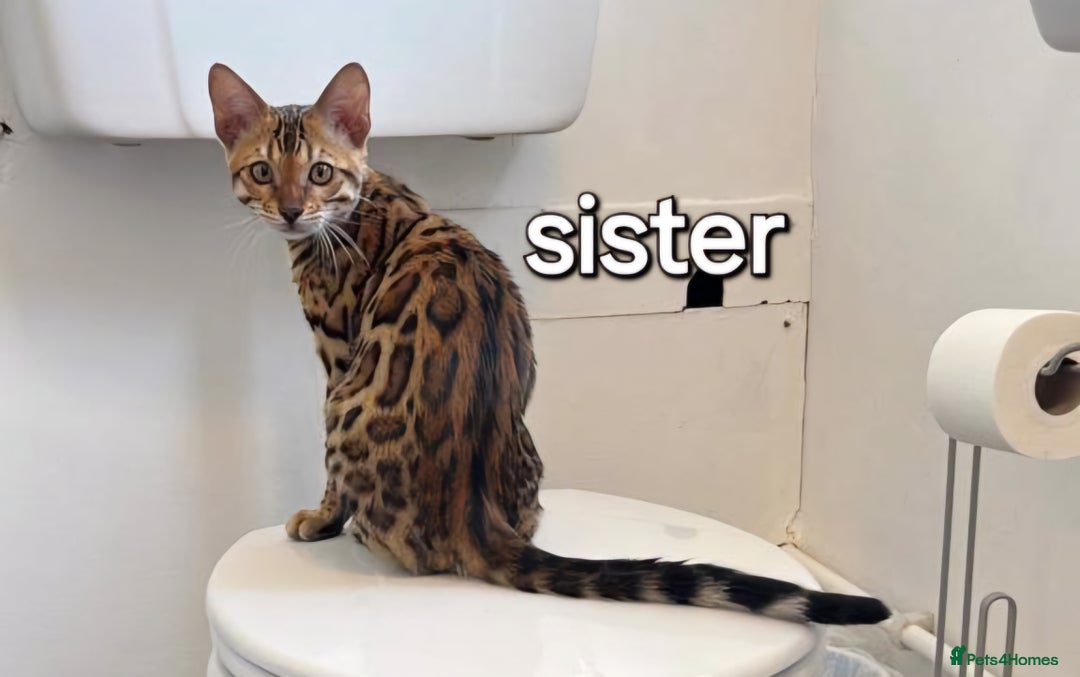 Bengal cats for sale: Pedigree,  TICA, loving, luxurious bengals - Advert 14