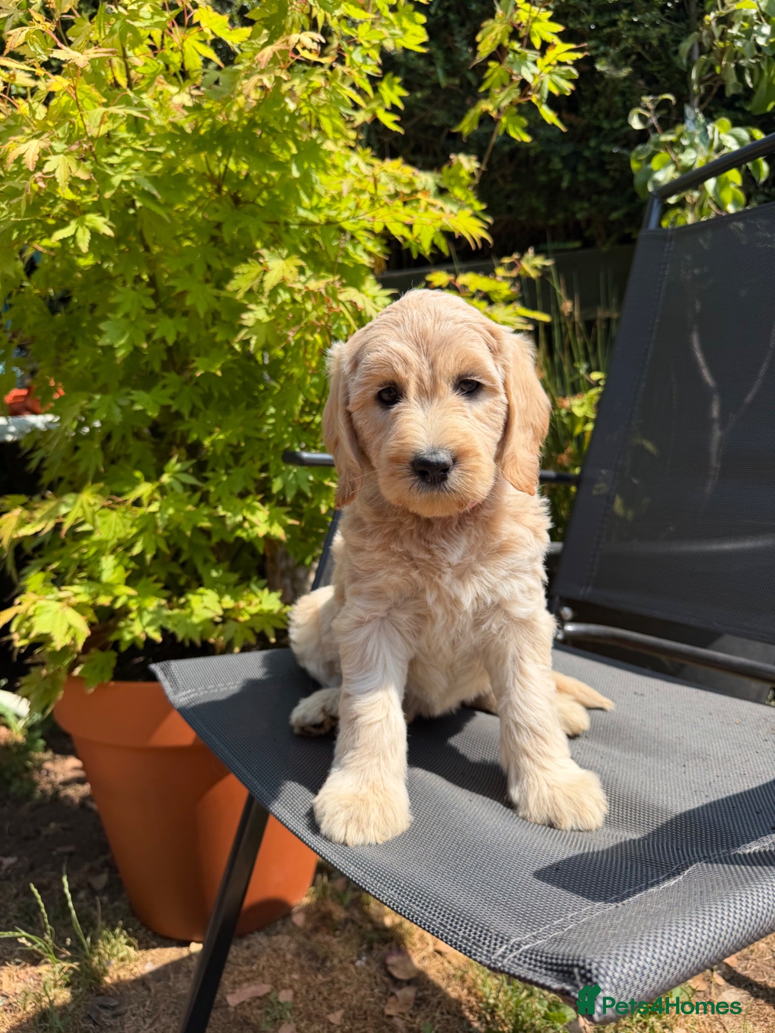 Goldendoodle dogs Beautiful Goldendoodle Puppies ready next week - Advert 16