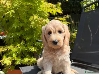 Goldendoodle dogs Beautiful Goldendoodle Puppies ready next week - Advert 8
