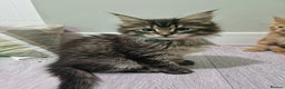 Maine Coon cats for sale: 2 Maine Coon Kittens  - Advert 5