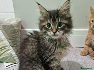 Maine Coon cats Maine Coon Kitten (Female) - Advert 3
