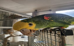 Parrots birds for sale: Talking Handreared Double-yellow-headed Amazon  - Image 11