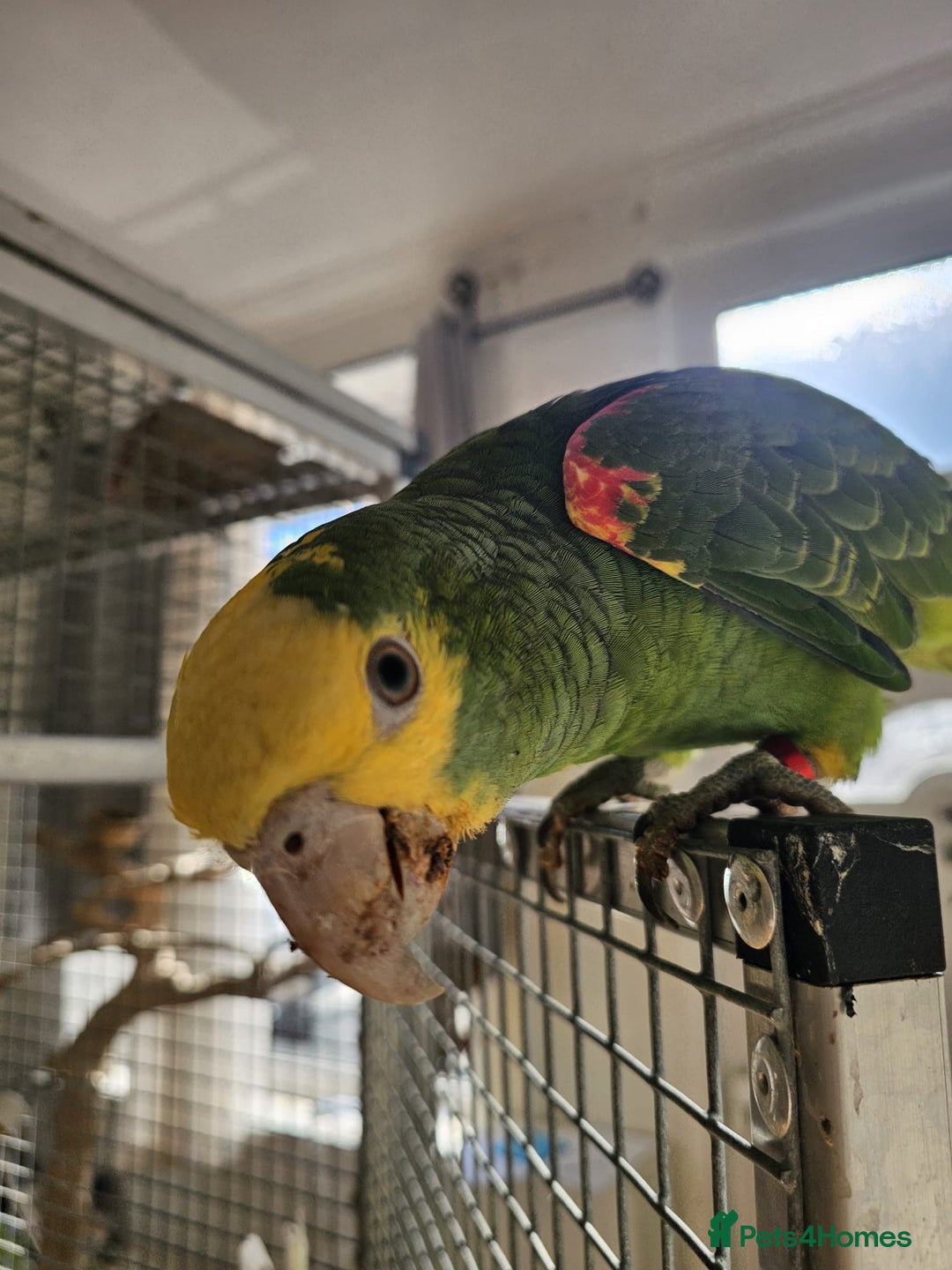 Parrots birds for sale: Talking Handreared Double-yellow-headed Amazon  - Image 11