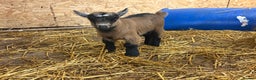 Goats livestock for sale: 2 pure Pygmy goats for sale brother and sister  - Advert 1
