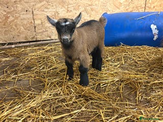 Goats livestock 2 pure Pygmy goats for sale brother and sister - Advert 6