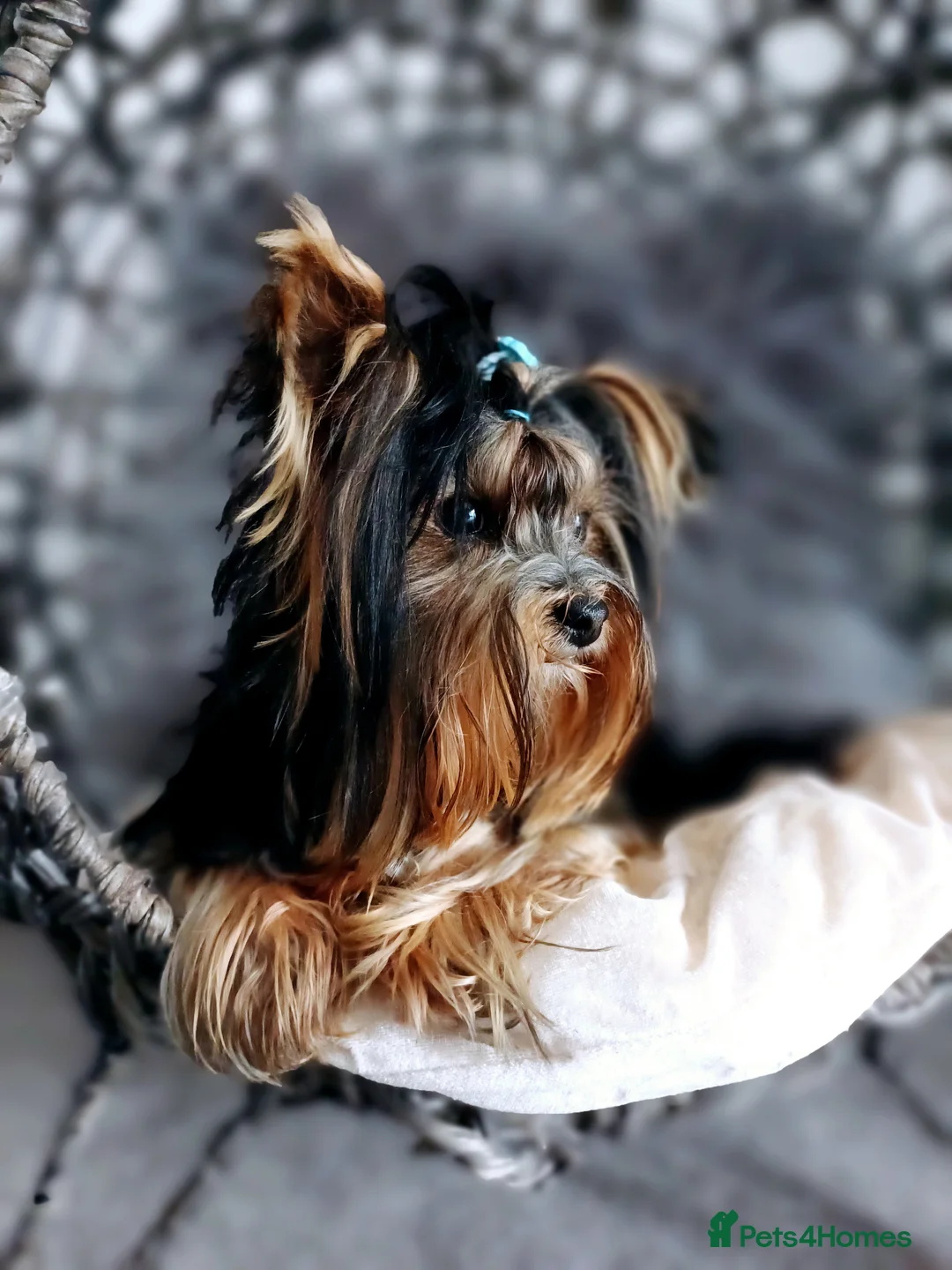 Yorkshire Terrier dogs for stud: ABSOLUTELY ADROBLE TINY BOY ONLY FOR STUD DUTY!! in Bedford - Advert 6
