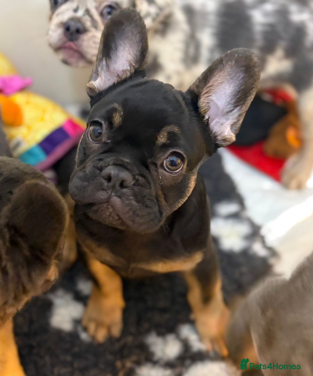 French Bulldog dogs for sale: Beautiful frenchie pups - Advert 4