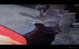 Mixed Breed cats for sale: Two Loving Cats Looking for a Forever Home  - Advert 2