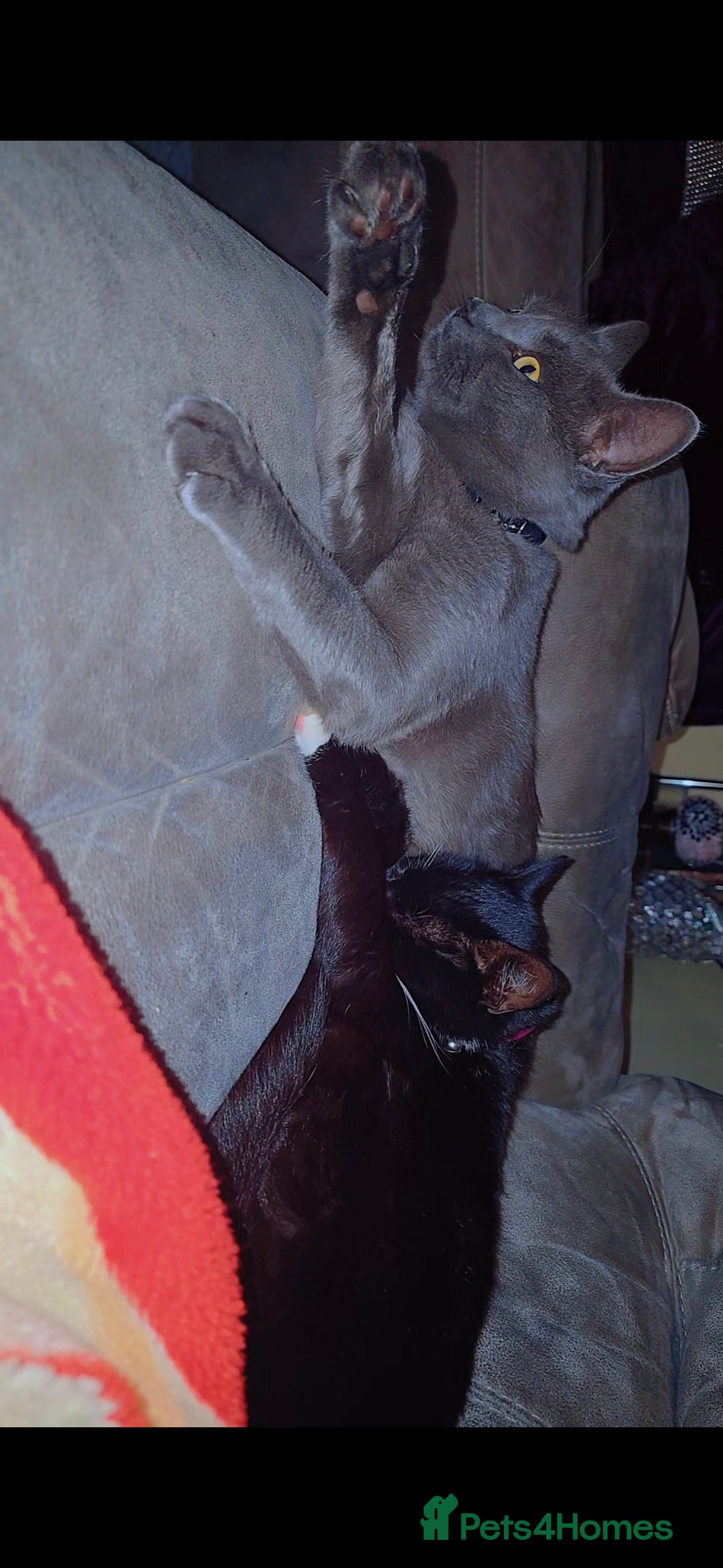 Mixed Breed cats for sale: Two Loving Cats Looking for a Forever Home  - Advert 2