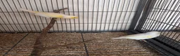 Canaries birds for sale: Yellow mosaic pair - Advert 3