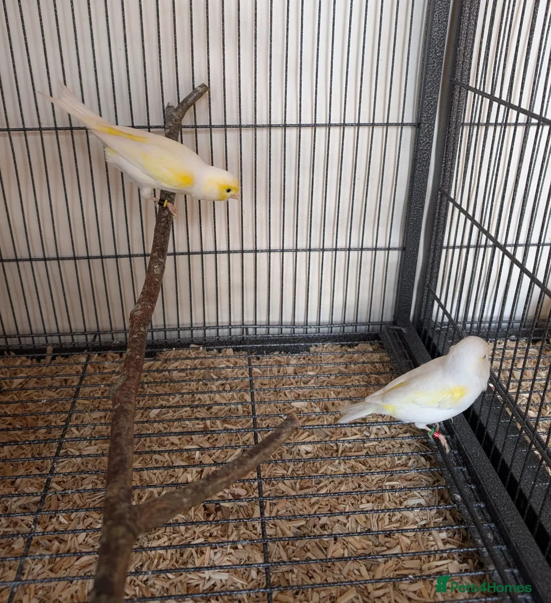Canaries birds for sale: Yellow mosaic pair - Advert 3