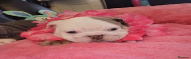 English Bulldog 2