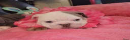 English Bulldog dogs for sale: Stunning English Bulldog Puppies  - Advert 3