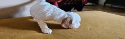 Cockapoo dogs for sale: Amazing Roan and Tri Colored F1 Cockapoos - Advert 19