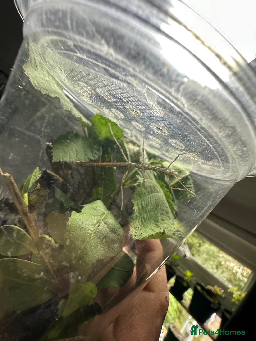 Stick Insects invertebrates for sale: Baby Stick Insects & Various Mantids Available! - Advert 1