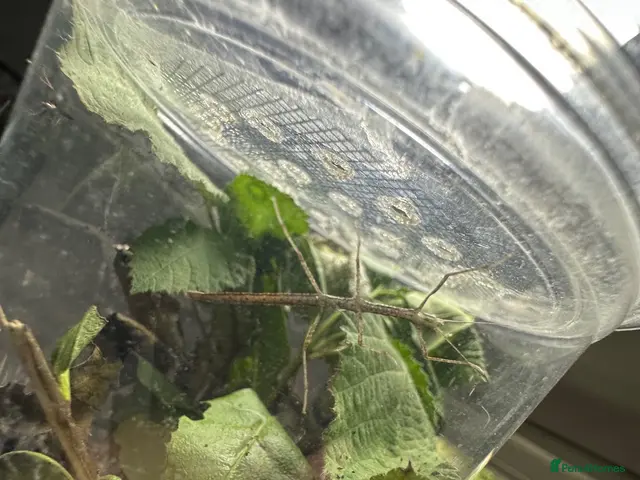 Stick Insects invertebrates for sale: Baby Stick Indian Stick Insects - Advert 1