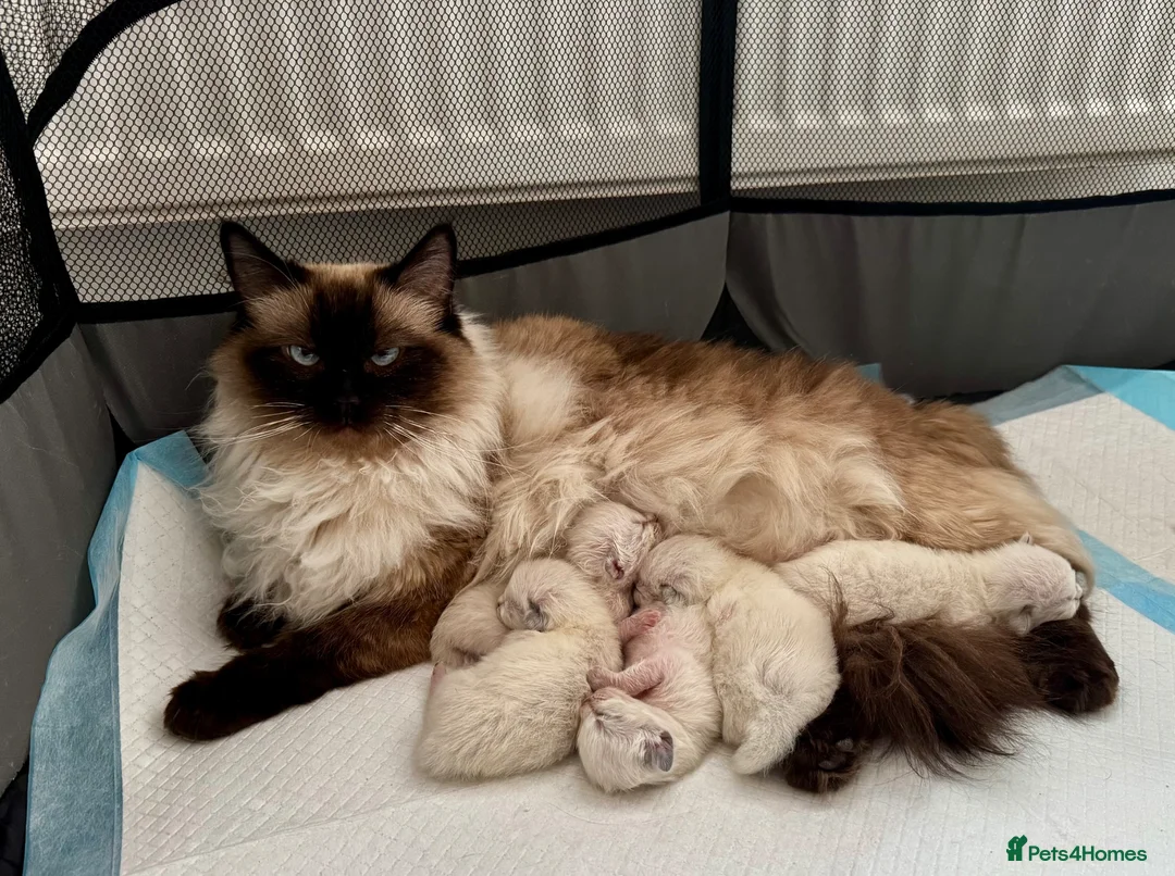 Ragdoll cats for sale: Ragdoll girl available  - Advert 1