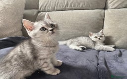 Scottish Fold cats for sale: Kittens scottish fold & Himalayan Persian mix  - Image 5