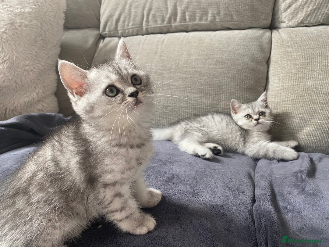 Scottish Fold cats for sale: Kittens scottish fold & Himalayan Persian mix  - Image 5