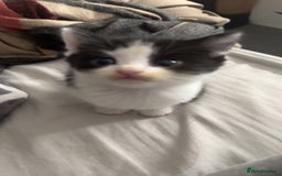 Mixed Breed cats for sale: Loveable Kittens - Advert 9