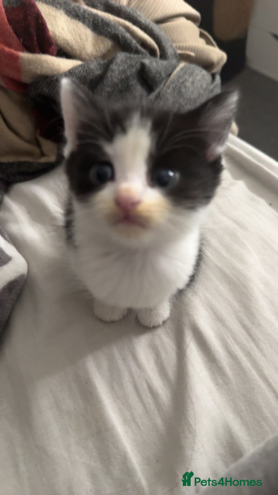 Mixed Breed cats for sale: Loveable Kittens - Advert 9