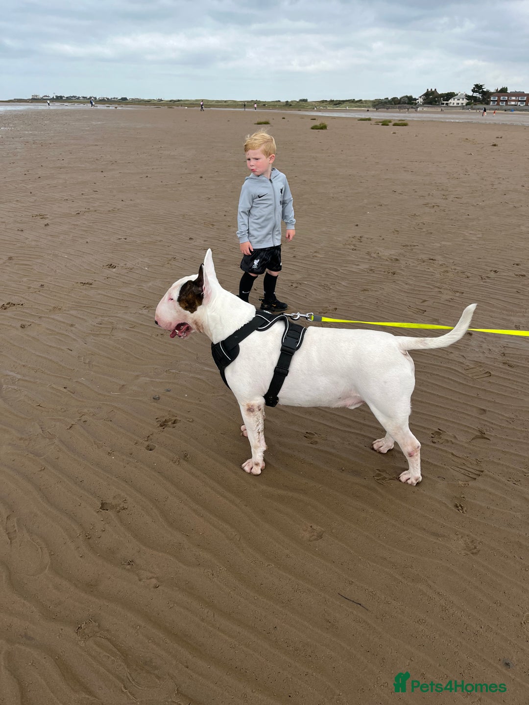 English Bull Terrier dogs for stud: Amazing boy for stud in Liverpool - Advert 3
