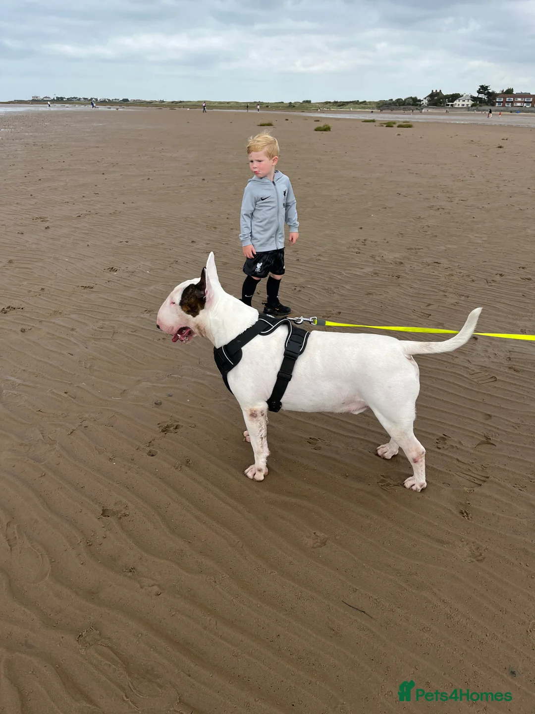 English Bull Terrier dogs for stud: Amazing boy for stud in Liverpool - Advert 3