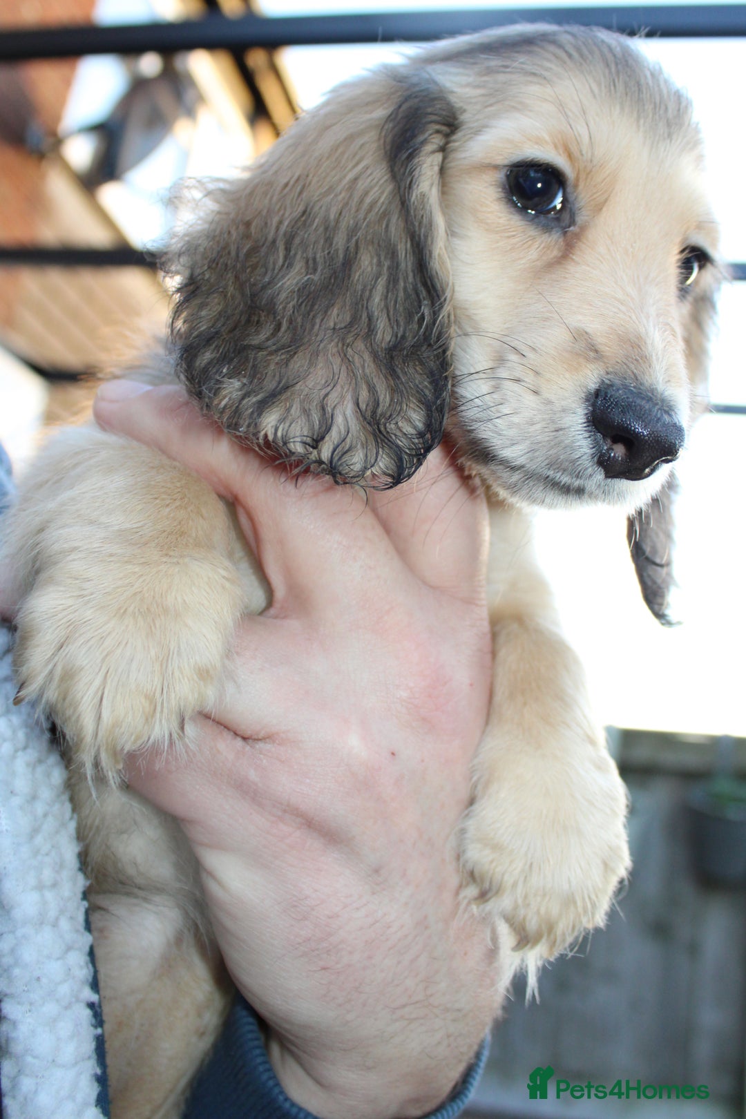 Miniature Dachshund dogs for sale: Long Hair cream  - Advert 3