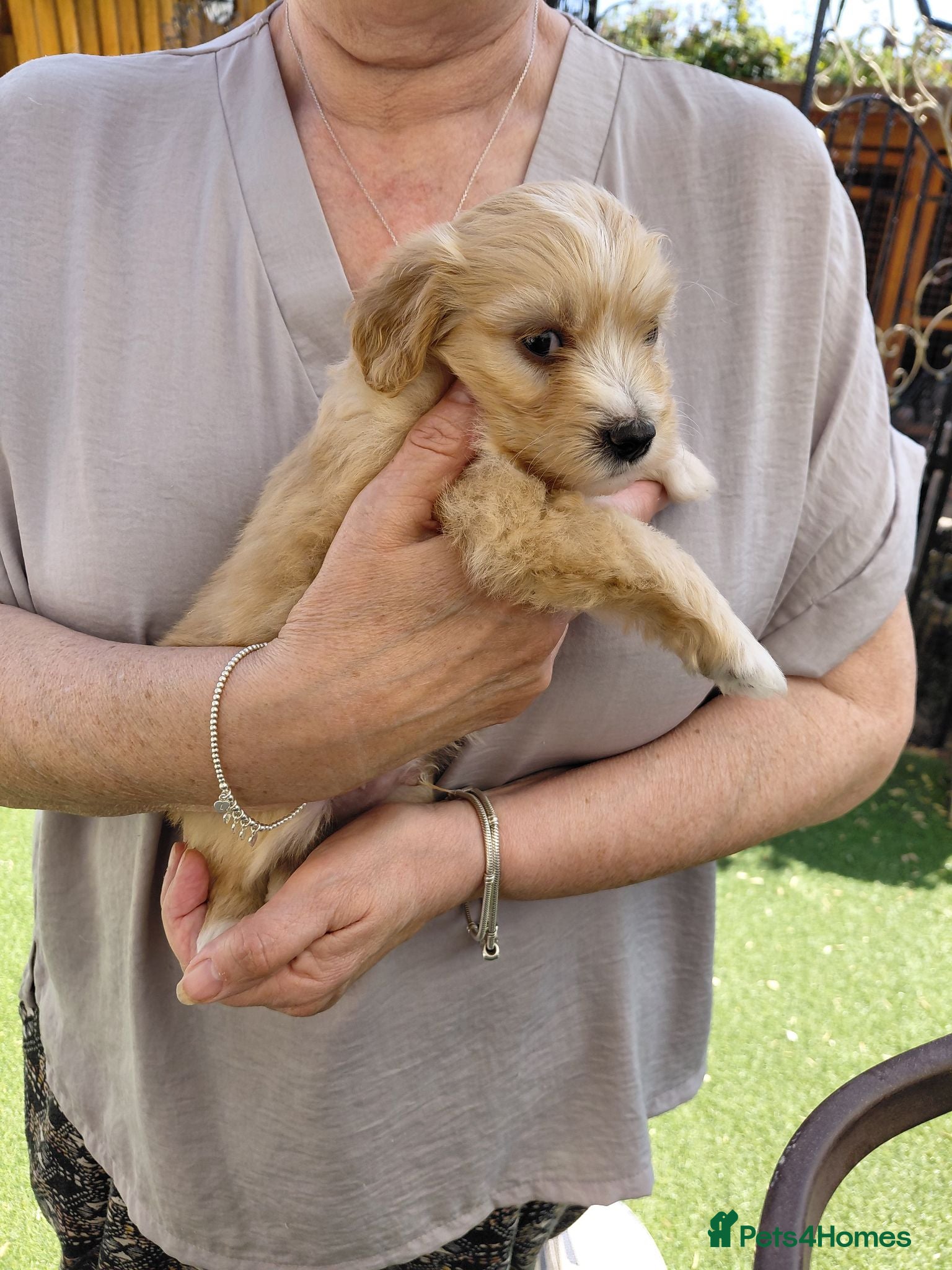 Maltipoo dogs Beautiful Champagne Maltipoo Puppies  - Advert 11