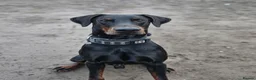 Dobermann dogs for stud: 🖤 EXCEPTIONAL IMPORTED EUROPEAN DOBERMAN STUD 🖤 in Coventry - Advert 3