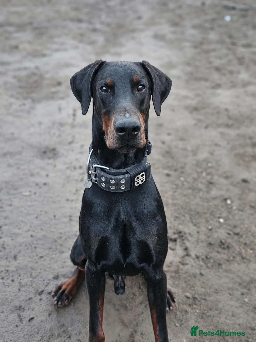 Dobermann dogs for stud: 🖤 EXCEPTIONAL IMPORTED EUROPEAN DOBERMAN STUD 🖤 in Coventry - Advert 3
