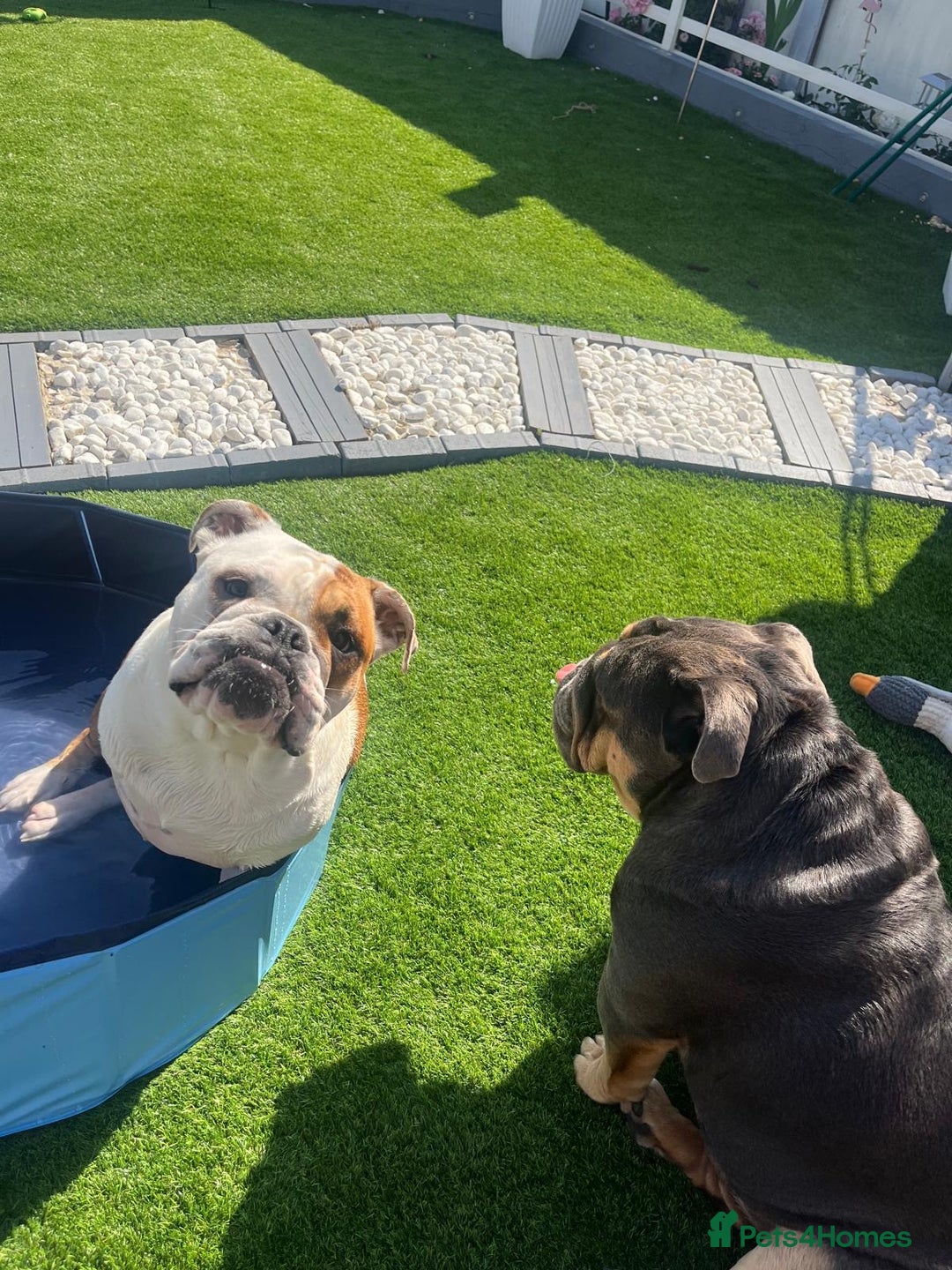 English Bulldog dogs for sale: Auroa - Advert 2