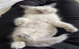 Ragdoll cats for sale: precious cuddle Ragdolls for good homes/families - Image 5