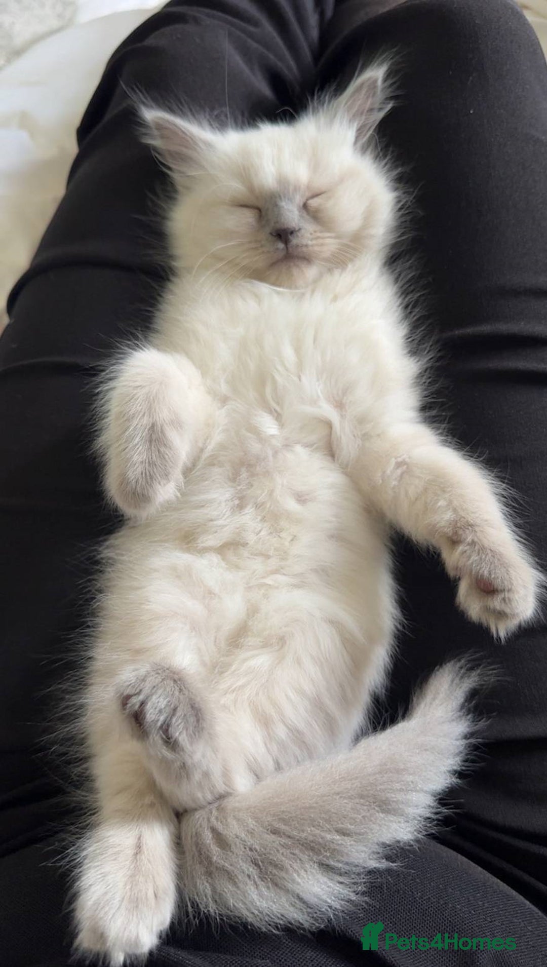 Ragdoll cats for sale: precious cuddle Ragdolls for good homes/families - Image 5